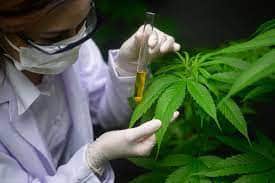 hojas de marihuana